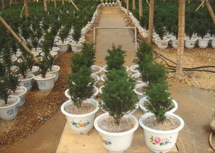 曼迪亚天气预报