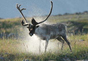 图克图特诺革特国家公园天气预报