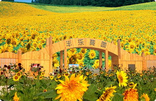 郑州丰乐葵园天气预报15天